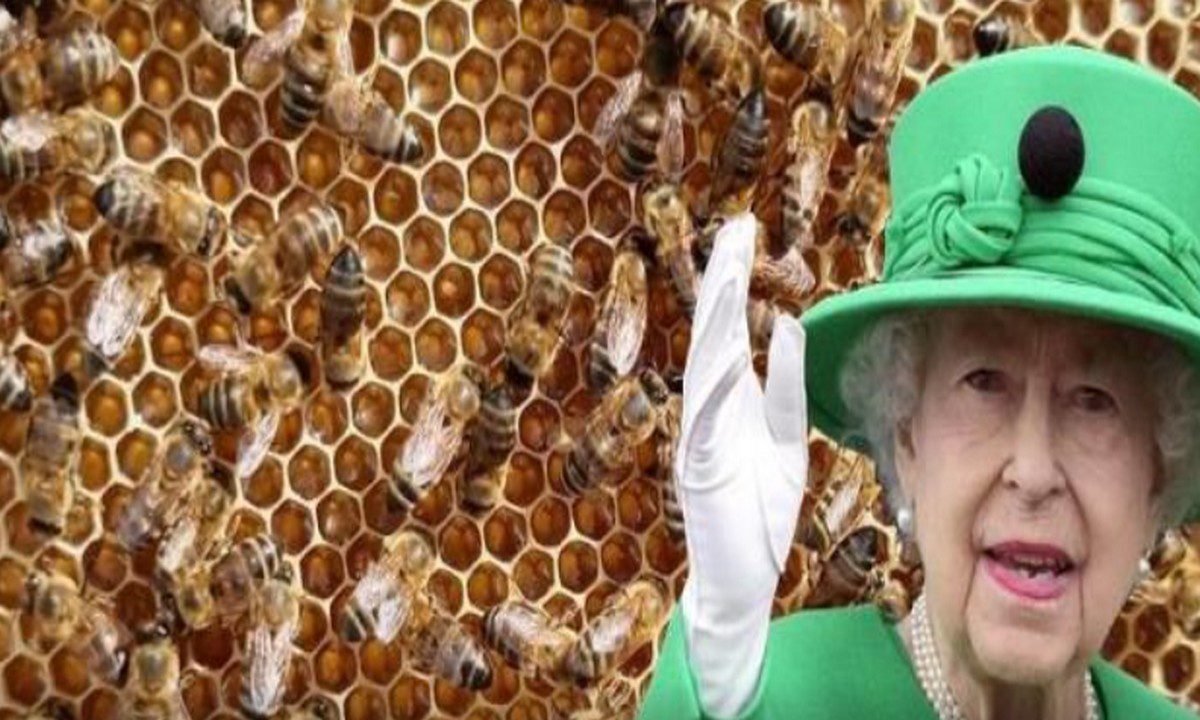 Βασίλισσα Ελισάβετ: Γιατί ενημερώθηκαν και οι μέλισσες για τον θάνατό της;