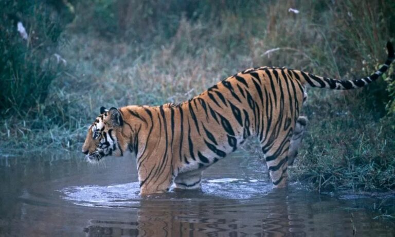 Ινδία: Τίγρης κατασπάραξε τουλάχιστον 9 ανθρώπους - Τη θανάτωσαν