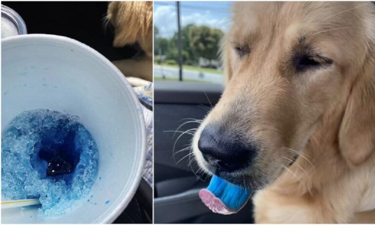 Viral η μπλε γλώσσα ενός σκύλου στις ΗΠΑ – Ποια είναι η εξήγηση