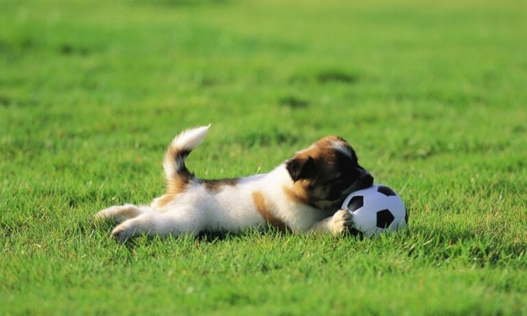 Σκύλος κάνει ντρίπλες με μπάλα και γίνεται viral! (vid)