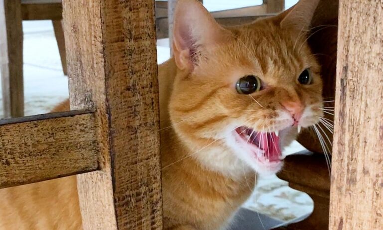 Viral: Αυτή είναι η πιο νευριασμένη γάτα του κόσμου (vid)