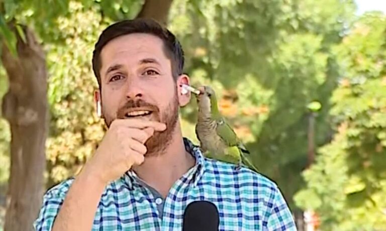 Παπαγάλος έγινε viral στη Χιλή – Άρπαξε το ακουστικό ρεπόρτερ όσο μιλούσε «στον αέρα»! (vid)