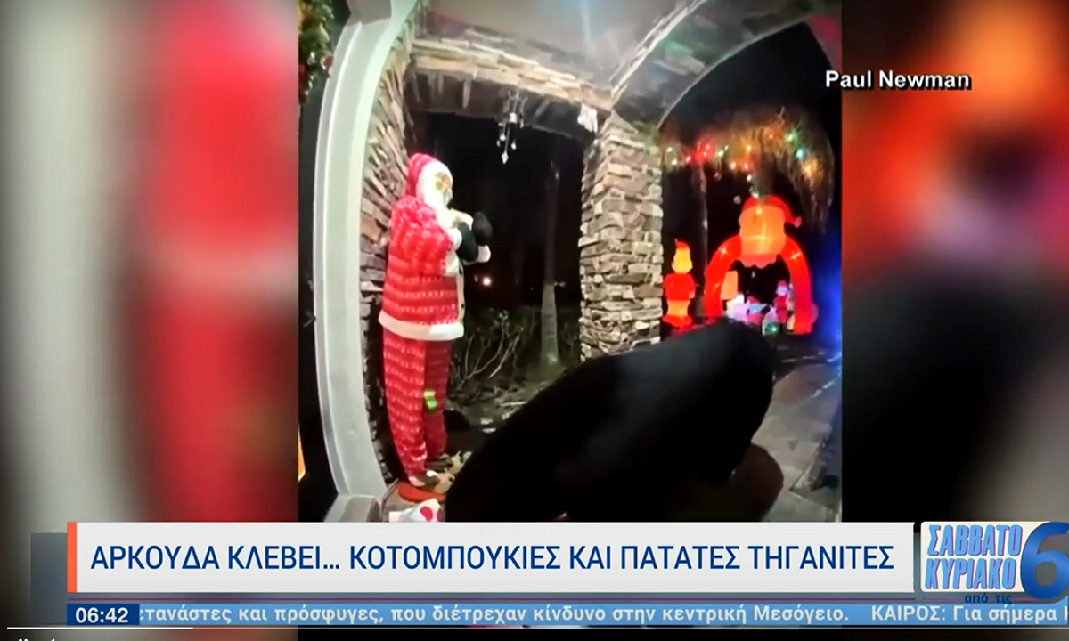 Viral: Αρκούδα – μερακλής κλέβει κοτομπουκιές και πατάτες τηγανιτές! (vid)