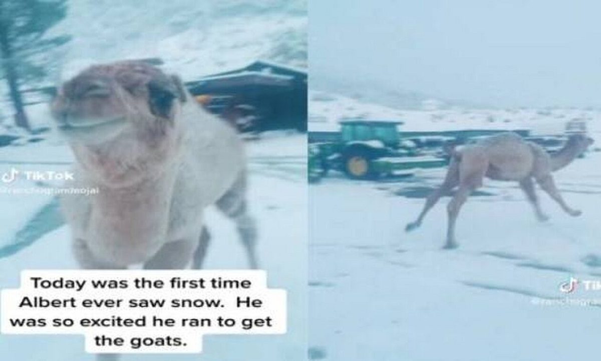Viral: Καμήλα είδε για πρώτη φορά χιόνι και άρχισε να χοροπηδάει! (vid)