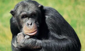 Σουηδία: Οργή για τη θανάτωση χιμπατζήδων που το έσκασαν από ζωολογικό κήπο
