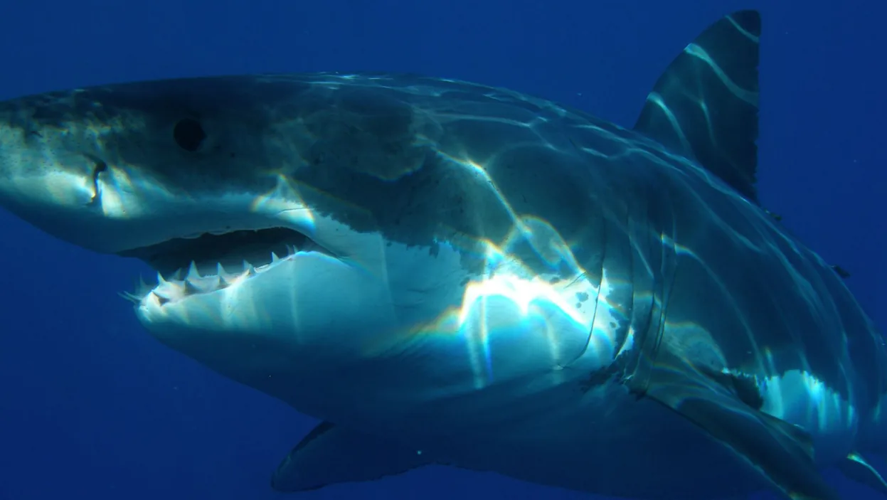Καρχαρίες: Σοκαρίστηκαν οι ψαράδες όταν είδαν πως κάτι μεγάλο τους έτρωγε το συκώτι και τα πνευμόνια 