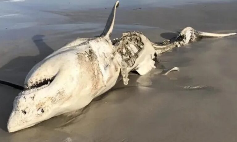 Καρχαρίες: Σοκαρίστηκαν οι ψαράδες όταν είδαν πως κάτι μεγάλο τους έτρωγε το συκώτι και τα πνευμόνια