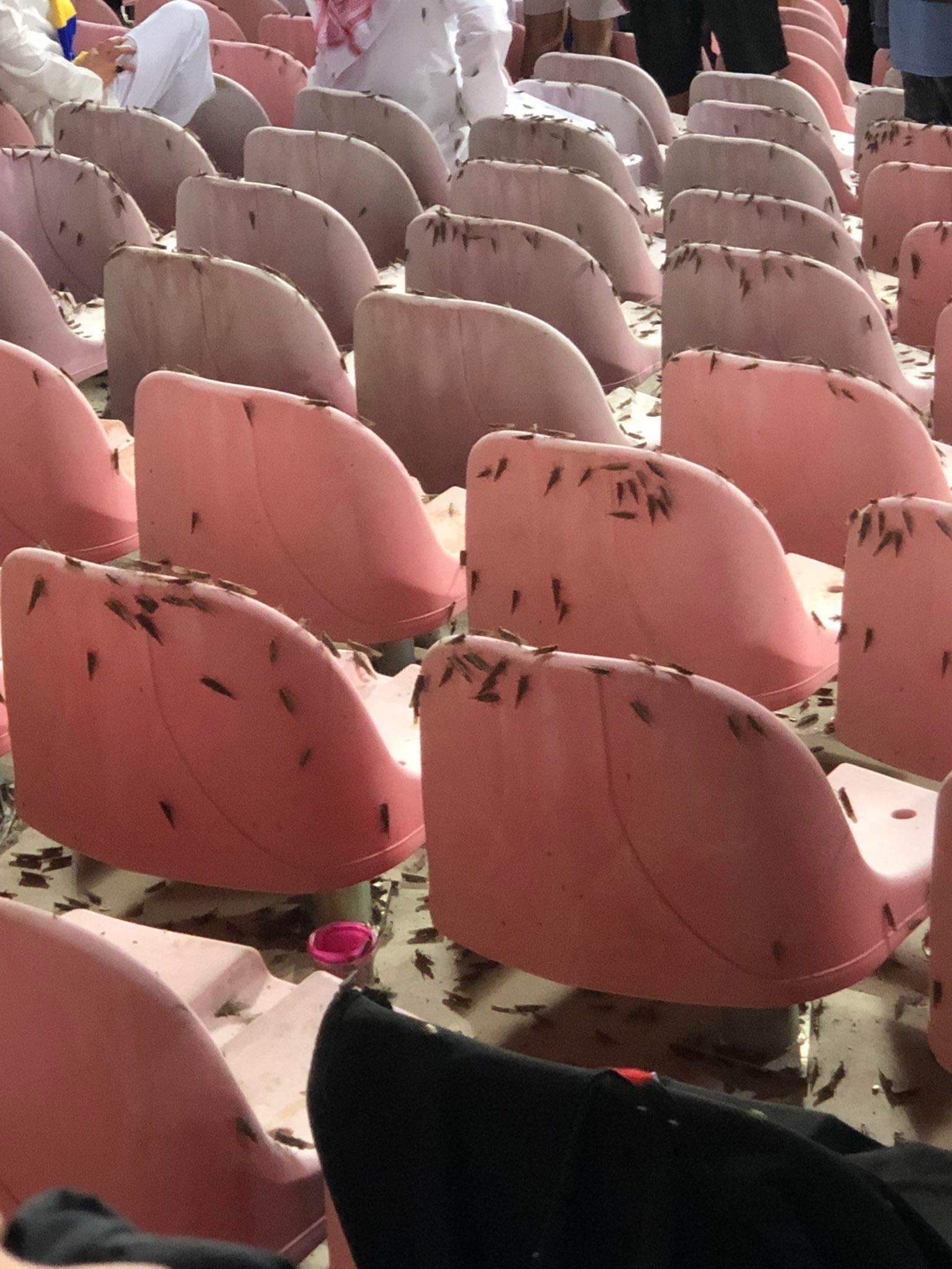 Κριστιάνο Ρονάλντο: Γέμισε τεράστιες ακρίδες το γήπεδο όταν έβαλε γκολ - Οι πληγές του Φαραώ