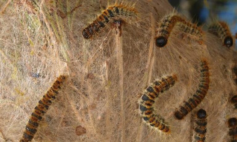 Κάμπιες: Οι τρίχες με τοξίνες σαν καμάκια που πετούν στον άνθρωπο