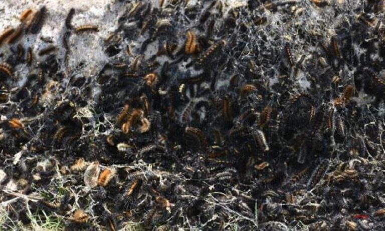 Τουρκία: Γέμισαν κάμπιες τα πάντα – Απόκοσμες εικόνες – Φοβούνται να βγάλουν τα παιδιά τους