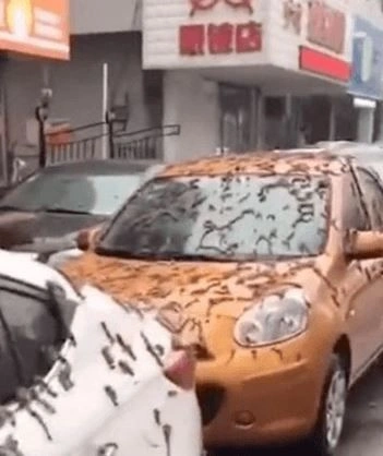 Έβρεξε σκουλήκια στην Κίνα; 