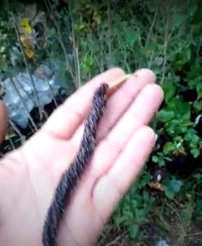 Έβρεξε σκουλήκια στην Κίνα; 