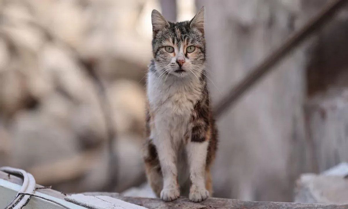 Νέα Ζηλανδία - Φρίκη: Διαγωνισμός κυνηγιού αγριογατών για παιδιά