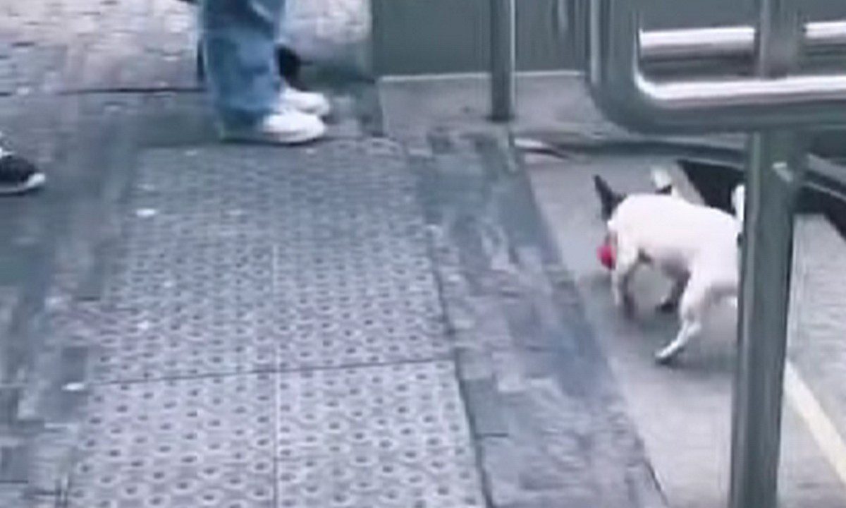 Viral video: Το τρισχαριτωμένο σκυλάκι που παίζει με το μπαλάκι στο μετρό