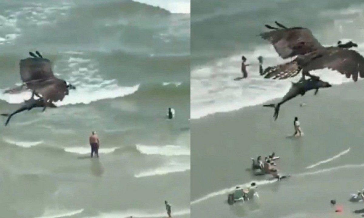 Απίστευτο βίντεο: Αετός αρπάζει καρχαρία μέσα από το νερό και γίνεται viral (vid)