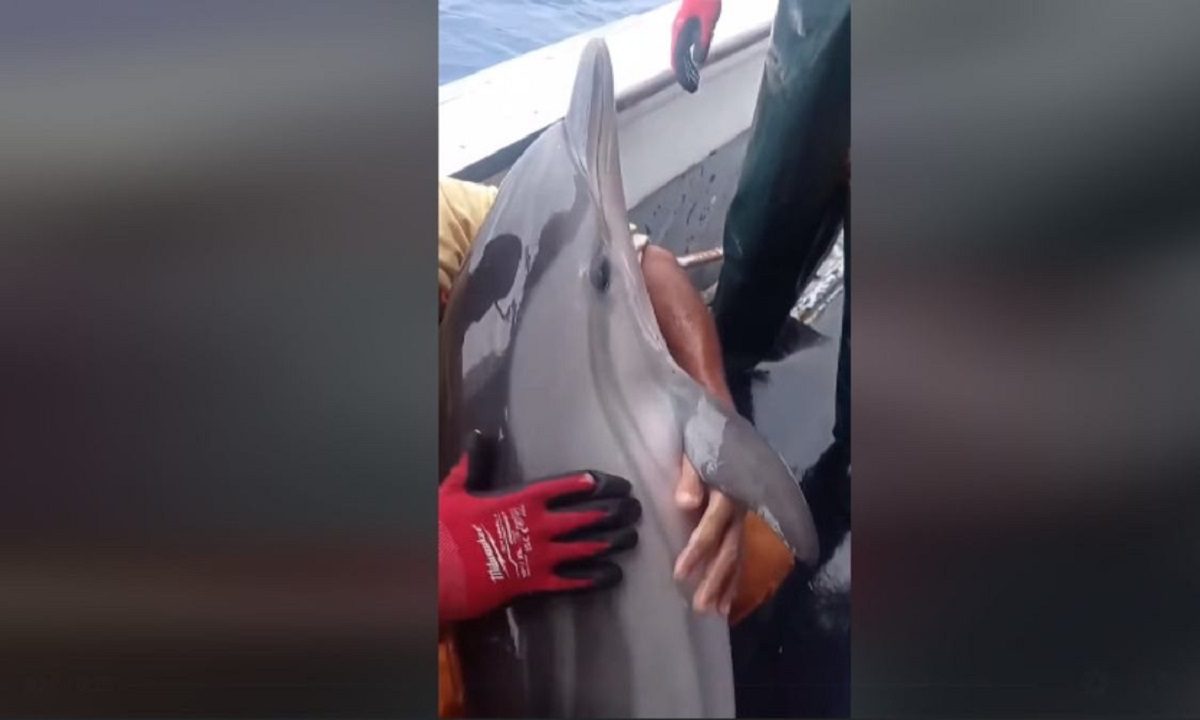 Viral η διάσωση δελφινιού από ψαράδες στην Κάλυμνο – «Καθόταν σαν μωρό»