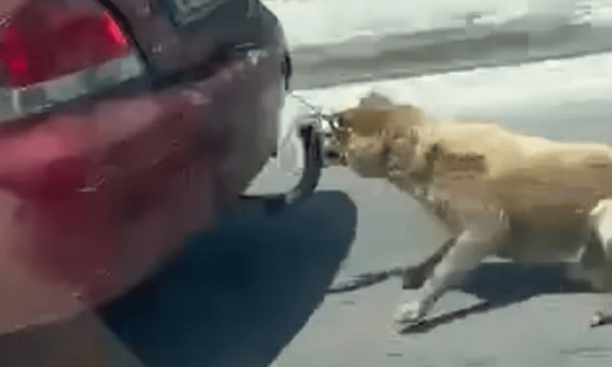 Ζάκυνθος: Ντρέπεται και η ντροπή! Τέτοιοι άνθρωποι κυκλοφορούν ανάμεσά μας