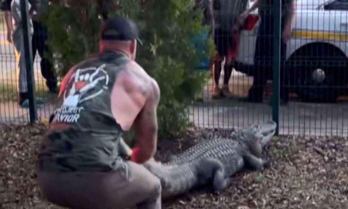 ΗΠΑ: Συγκλονιστικό βίντεο – Αθλητής MMA πάλεψε με αλιγάτορα έξω από σχολείο!