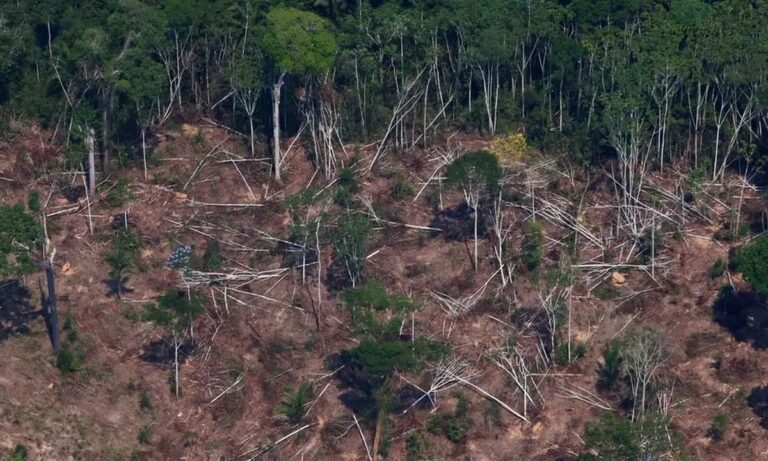 Αμαζόνιος: Τι γίνεται με την αποψίλωση των δασών; Η κατάσταση εν έτει 2023