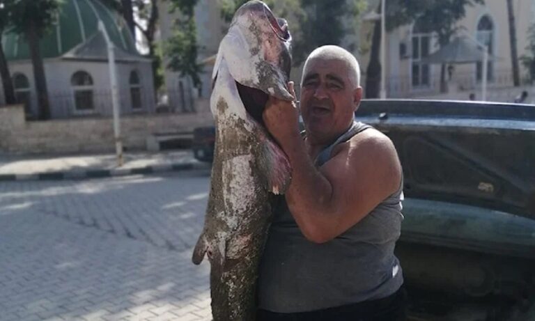 Βρήκαν γατόψαρο δύο μέτρων στον Έβρο