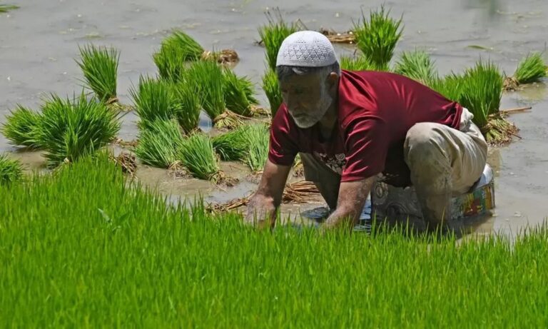 Ινδία: Γιατί απαγορεύει την εξαγωγή λευκού ρυζιού;