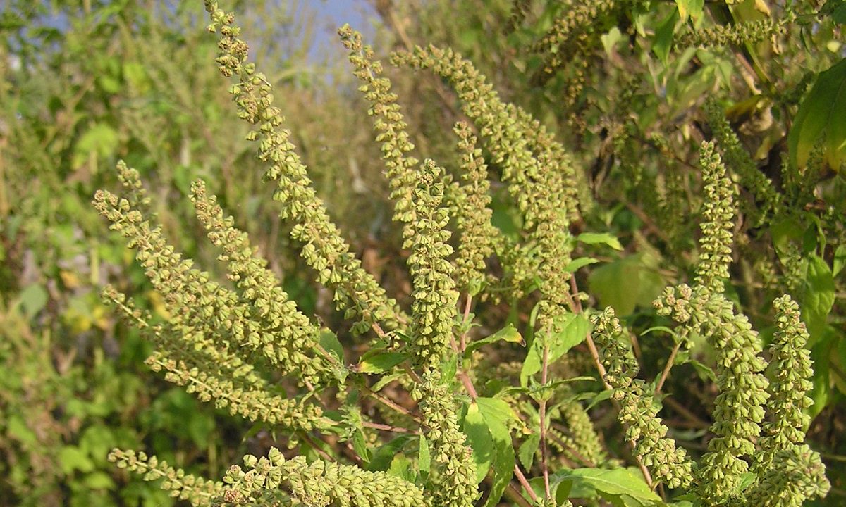 Καιρός: Ακραίος κίνδυνος για τις αλλεργίες – Γύρη αμβροσίας παντού