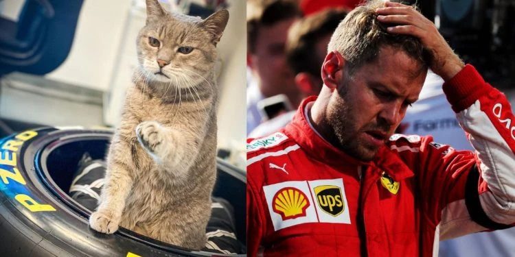 F1: Ο Formulino, ο διάσημος γάτος της πίστας Imola, είναι νεκρός