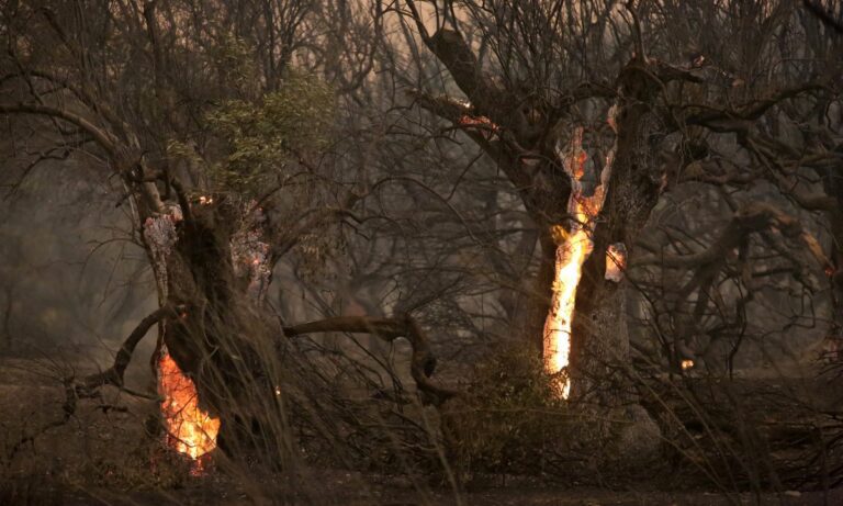Μαίνεται η φωτιά στον Έβρο για 10η μέρα – Τεράστια η καταστροφή στο Δάσος της Δαδιάς