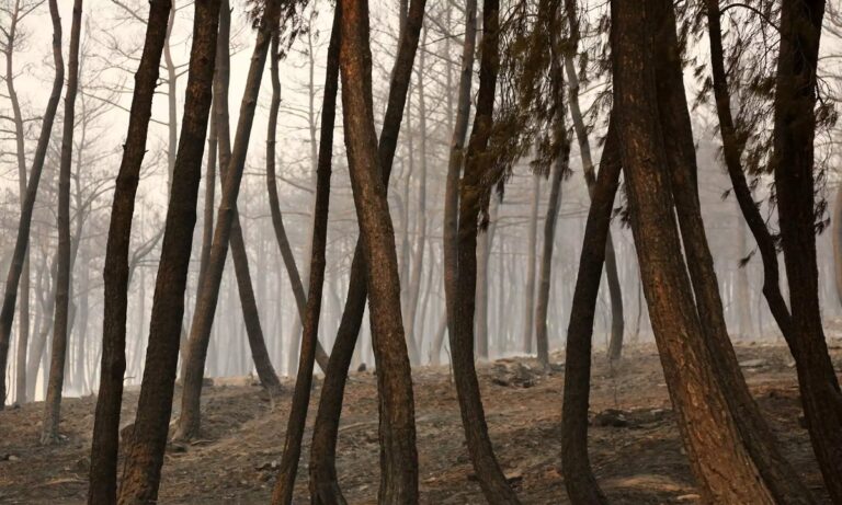 ΣΟΚ! Τουλάχιστον 26 απανθρακωμένοι άνθρωποι στο δάσος της Δαδιάς – Τεράστια η κοινωνική κατακραυγή!