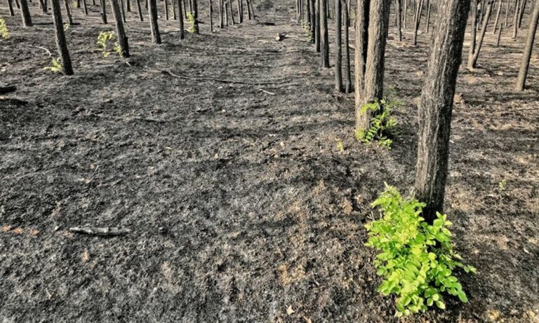 Έβρος: Μέσα στις απέραντες εκτάσεις στάχτης που άφησε η πυρκαγιά, η ελπίδα άρχισε να ανατέλλει και πάλι, με αρκετά δέντρα να ξαναπρασινίζουν.
