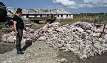 Κοινωνία: Θεσσαλία: Παραμένει ο υγειονομικός εφιάλτης με νεκρά ζώα που δεν έχουν μαζευτεί 3 εβδομάδες μετά – Σε απόγνωση οι κτηνοτρόφοι