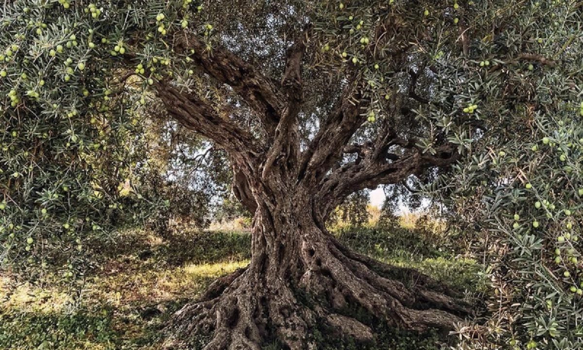 Τούρκοι: Η είδηση ​​μιας μεγάλης καταστροφής για τον κόσμο ήρθε από την Ελλάδα – Αφορά και την Τουρκία