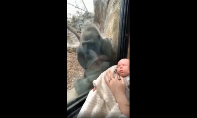 Βλέποντας το μωρό στο χέρι της γυναίκας, η μητέρα γορίλας έκανε τους πάντες να κλάψουν