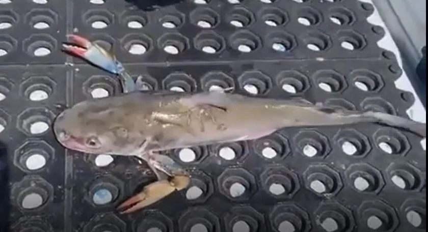 Έβγαλε με το καλάμι του πλάσμα που ακόμα και τα... ψάρια δεν είχαν ξαναδεί