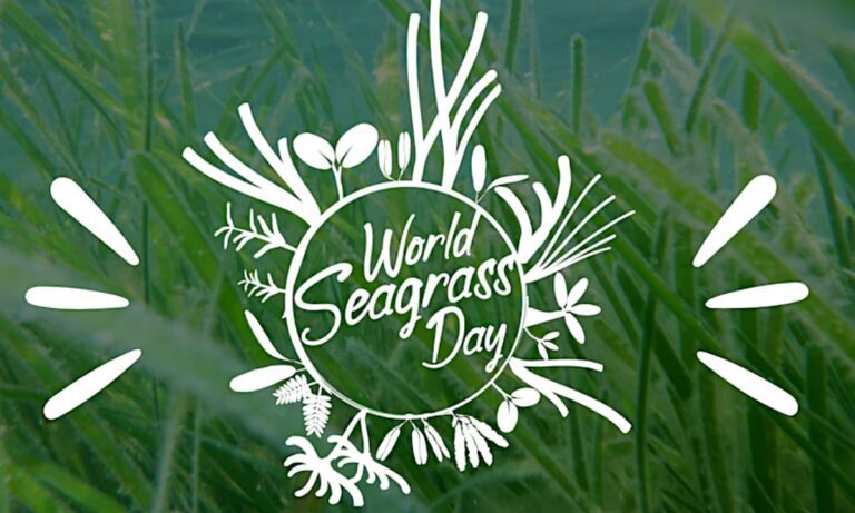 1 Μαρτίου: Παγκόσμια Ημέρα Θαλάσσιων Λιβαδιών