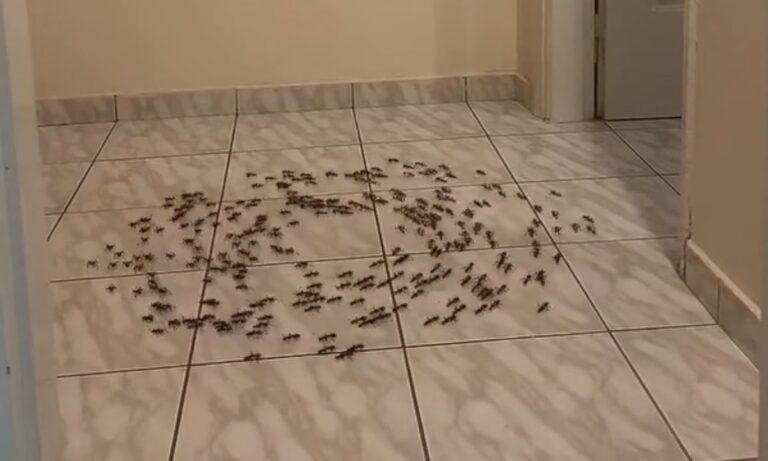 Τα στριφογυριστά μυρμήγκια που τρέλαναν τις Ελληνίδες μαμάδες