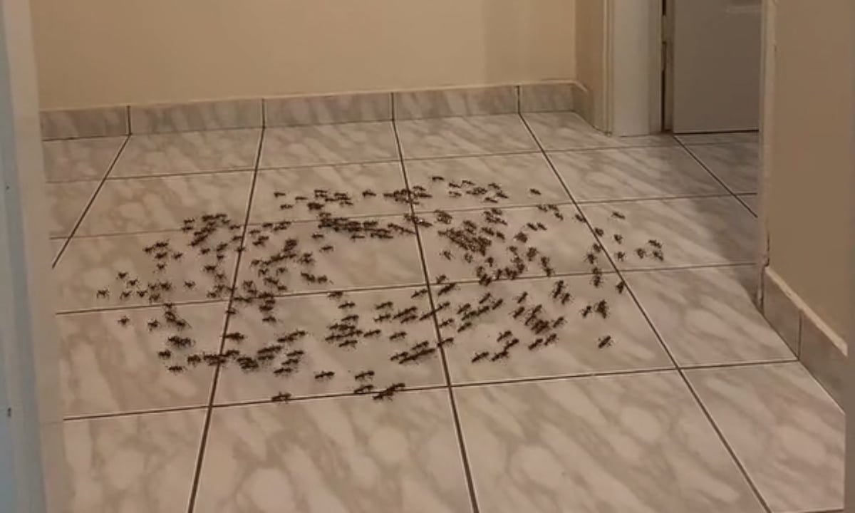 Τα στριφογυριστά μυρμήγκια που τρέλαναν τις Ελληνίδες μαμάδες