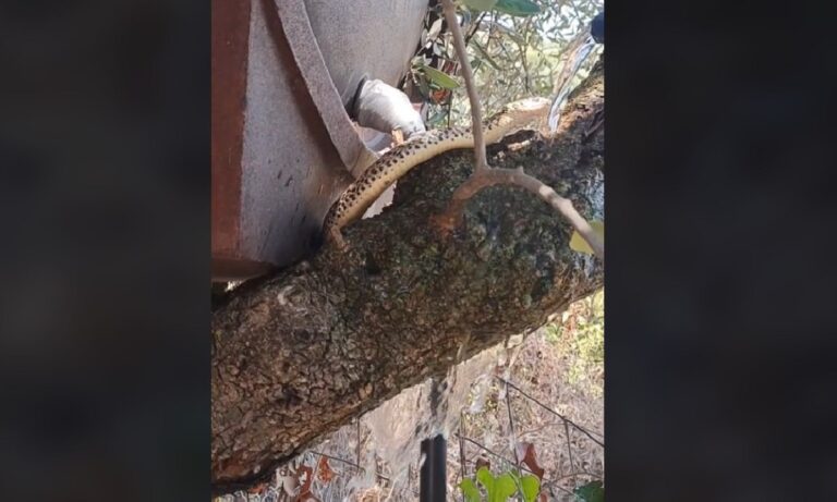 Άνδρας είδε φίδι και η αντίδρασή του ήταν απίστευτη – Του έδωσε νερό και έγινε Viral