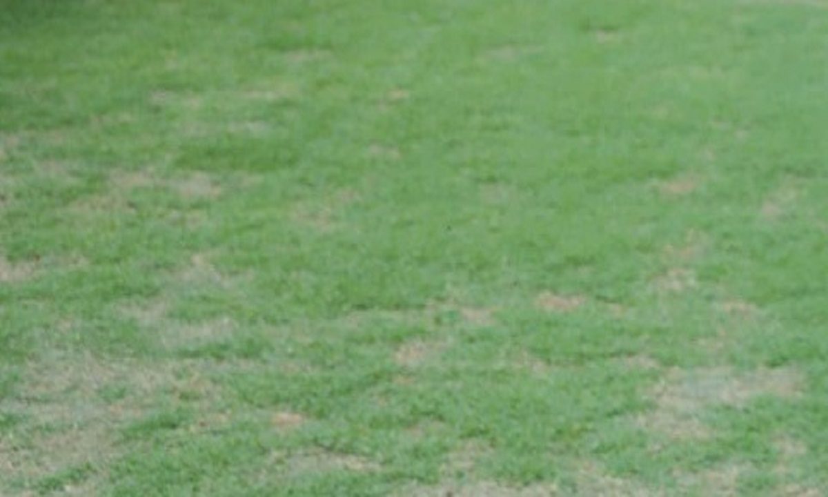 Τι συμβαίνει με το χόρτο στο γήπεδο της ΑΕΚ