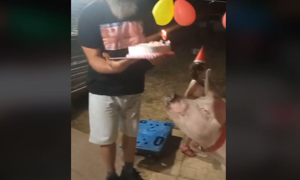 Τα είδαμε κι αυτό! Έκαναν πάρτι γενεθλίων σε γουρούνι με τούρτα και κεράκια! (vid)