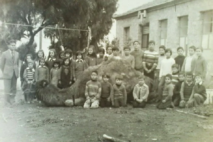 καμήλες στην Ελλάδα