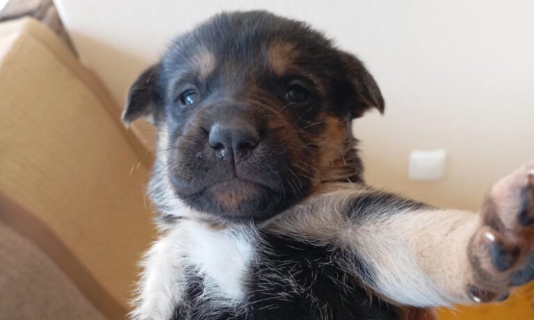 Βρήκαμε 8 κουταβάκια, θα βοηθήσετε να τους βρούμε σπίτι;