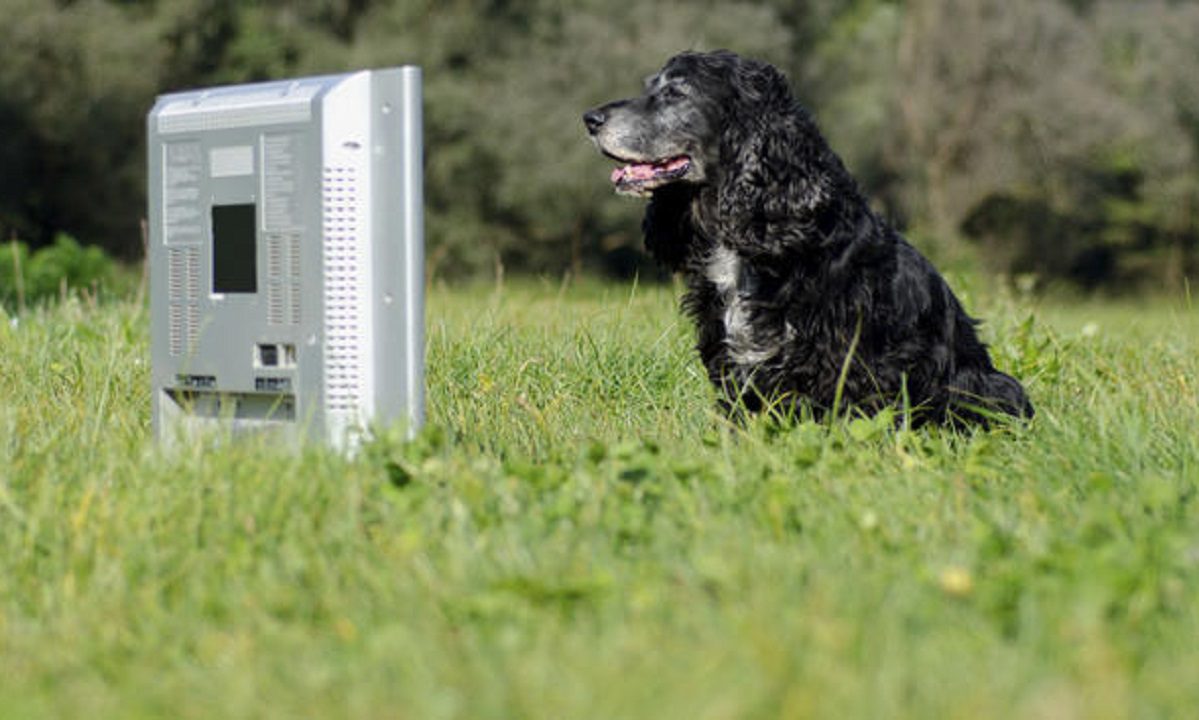 Αυτό πρέπει να βλέπουν τα σκυλιά στην τηλεόραση