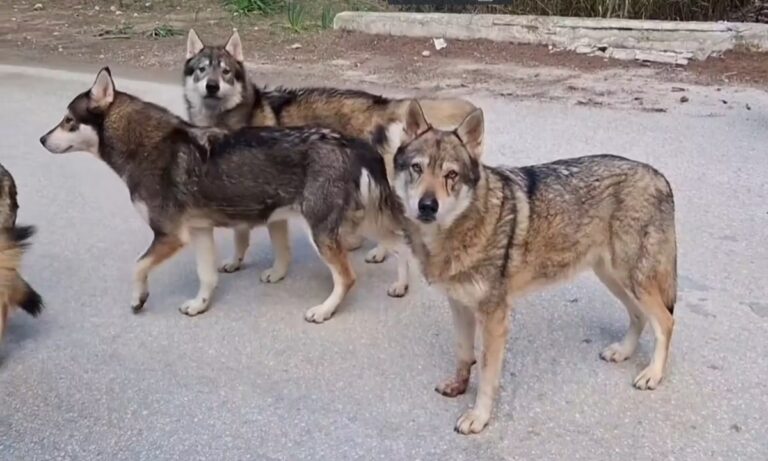 Κουβαράς Αττικής: Τελικά ήταν λύκοι;