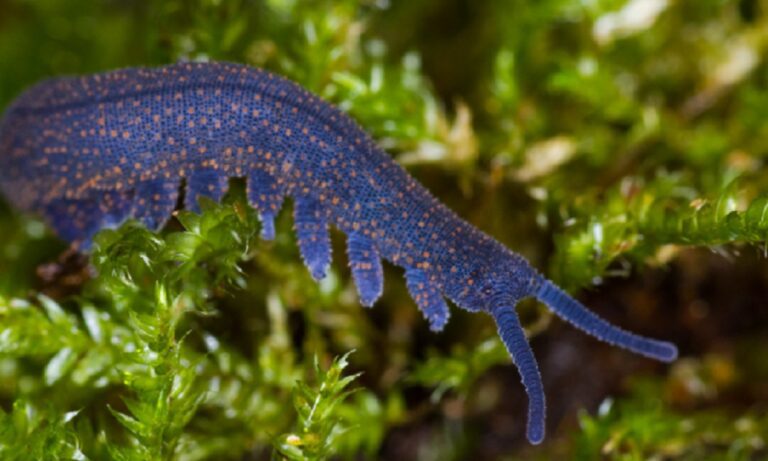 Έντομο της χρονιάς ένα αρχαίο σκουλήκι που φτύνει δηλητήριο