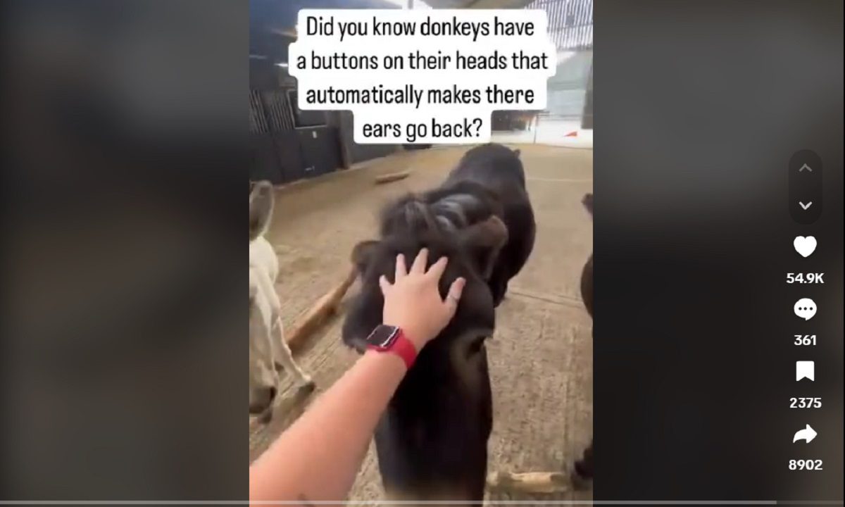 Ήξερες ότι στα Γαϊδουράκια υπάρχει στο κεφάλι τους «κουμπί» που πάει πίσω τα αυτιά τους;