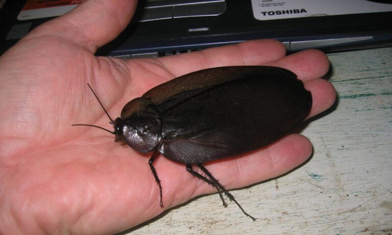 Πόση ήταν η μεγαλύτερη κατσαρίδα που βρήκαν ποτέ;