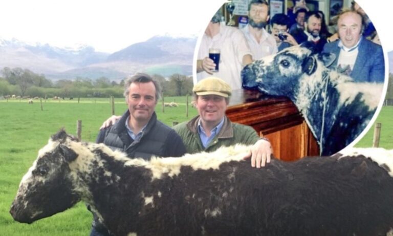 Big Bertha: Η αγελάδα θρύλος που έσπασε όλα τα ρεκόρ και έπινε ουίσκι!