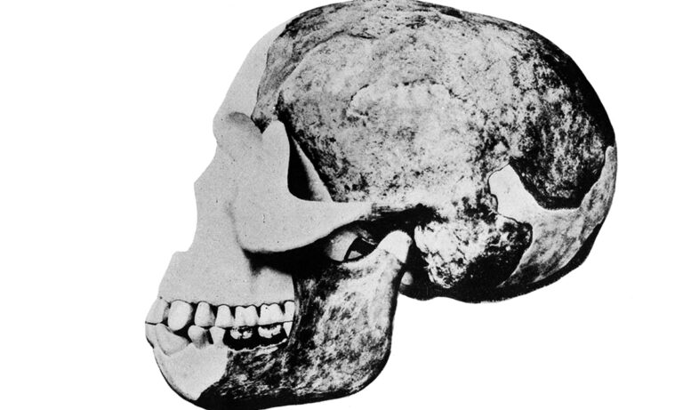 Ένωσαν κρανίο ανθρώπου, γνάθο ουραγκοτάγκου και δόντι χιμπατζή και το πούλησαν για εξέλιξη