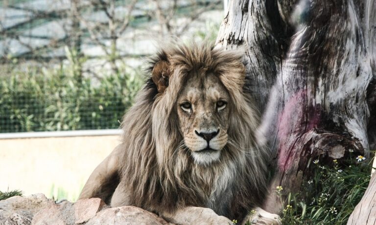 Το πιο επικίνδυνο ζώο στη Γη δεν είναι ούτε ο καρχαριάς, ούτε το λιοντάρι, ούτε το φίδι